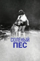 Солёный пёс