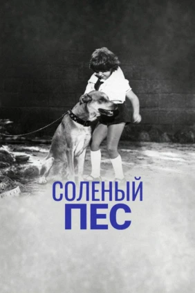 Солёный пёс