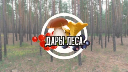 Опёнок
