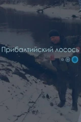 Прибалтийский лосось