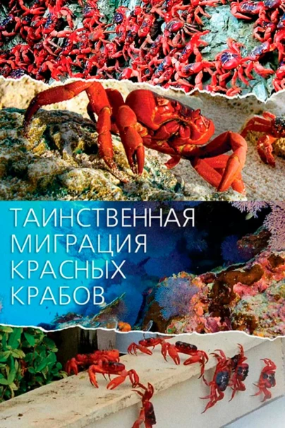 Таинственная миграция красных крабов