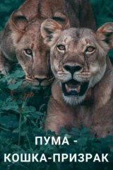 Пума - кошка-призрак