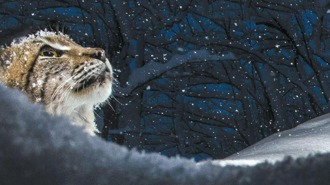 Фильм Дикие кошки