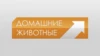 Домашние животные