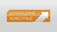 Домашние животные