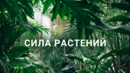 Защита от хищников и стихий